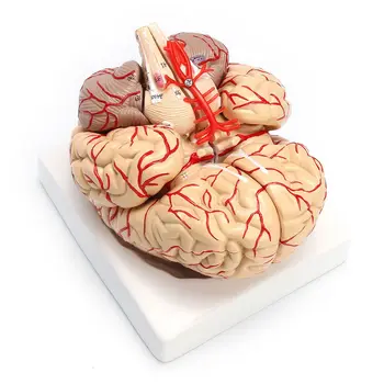 Модель анатомического органа для препарирования человеческого мозга в натуральную величину 1: 1