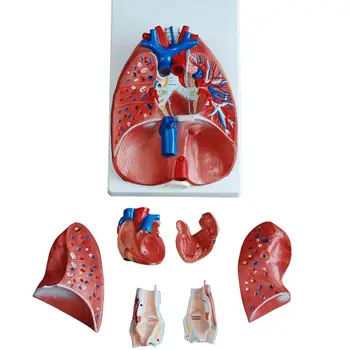 Анатомическая Модель Сердца и Легких Человека из ПВХ, Медицинская Анатомия Грудной клетки/Горла