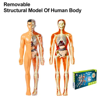 Съемная Структурная Модель Человеческого Тела Анатомический Скелет Органов Для Преподавания Естественных Наук Образовательный Реквизит Интерактивный Детский Стержень
