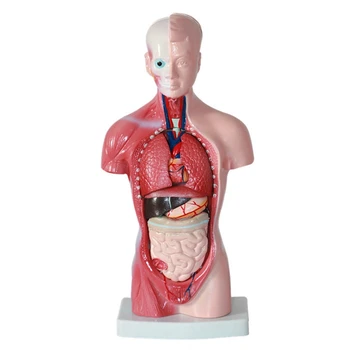 Анатомия модели человеческого туловища Модель сборки анатомических внутренних органов ПВХ для обучения студентов