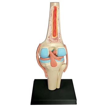 Туловище Модель человеческого тела Учебная Модель органов коленного сустава для обучения студентов Модель сборки учебы