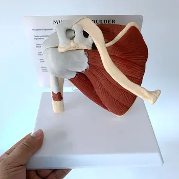 Человеческий скелет Плечо лопатка Ключица Модель мышц Сустав Функциональные связки Медицинское Учебное пособие