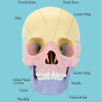 1 комплект, головоломка с анатомией человека, съемная мини-модель человеческого черепа, обучение в клинике