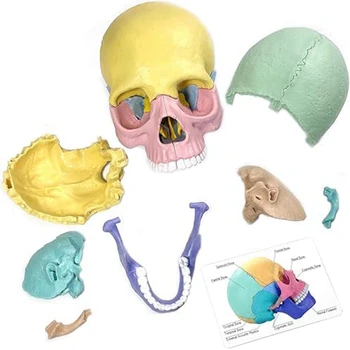 1 комплект, головоломка с анатомией человека, съемная мини-модель человеческого черепа, обучение в клинике